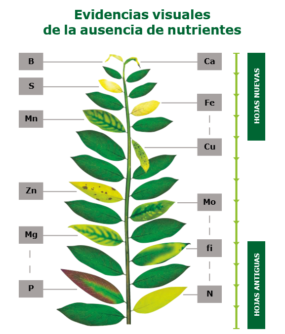 ESQUEMA