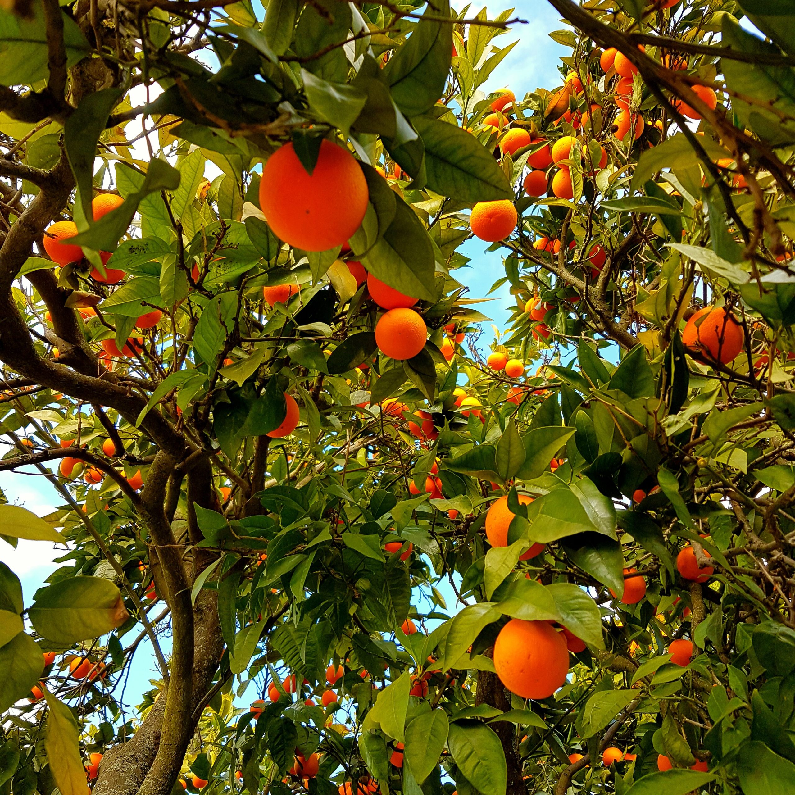 vista de angulo bajo de naranjas creciendo en el arbol scaled